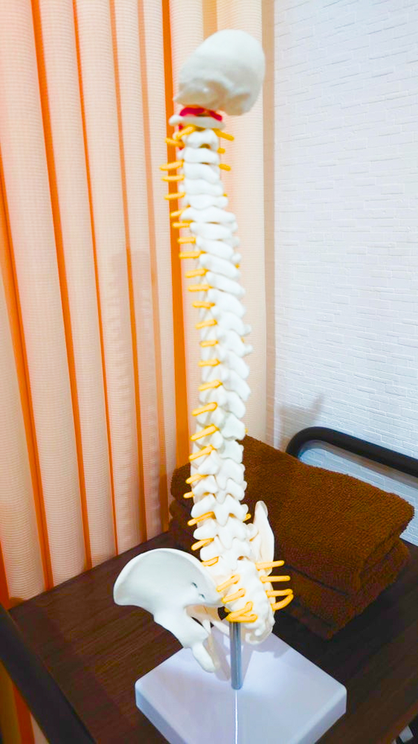 高崎市 レナトス整体院 骨格模型